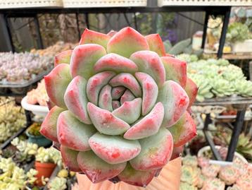 Echeveria Strawberry Almond/pot 5cm/vetplant/succulent beschikbaar voor biedingen