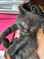 Half British korthaar kittens, Dieren en Toebehoren, Katten en Kittens | Overige Katten, Meerdere dieren