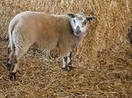 Mooi Ram, Dieren en Toebehoren, Mannelijk, Schaap