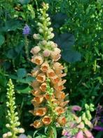 zaden Digitalis ferruginea, Verzenden, Voorjaar, Halfschaduw, Zaad