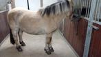 Betrouwbare 11jarige fjorden merrie, Dieren en Toebehoren, Pony's, Merrie