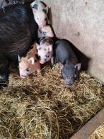 Prachtige minivarkentjes., Dieren en Toebehoren, Schapen, Geiten en Varkens, Vrouwelijk, Schaap