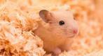 Kleine dierenopvang Weert, opvang hamster, konijn,  etc, Diensten en Vakmensen, Oppas