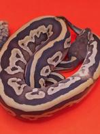 leo mojave 100% het pied ( vrouw ), Slang, 0 tot 2 jaar