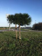 Te Koop, Tuin en Terras, Planten | Bomen, Bloeit niet, 100 tot 250 cm, Ophalen, Volle zon