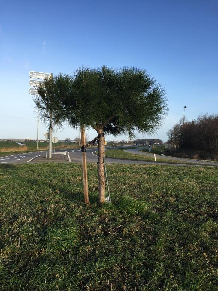 Te Koop, Tuin en Terras, Planten | Bomen, Bolboom, 100 tot 250 cm, Volle zon, Bloeit niet, In pot, Ophalen