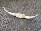 Mooie set van 2 koehoorns aan mekaar verbonden met vacht., Ophalen, Zo goed als nieuw, Paard, Beeldje of Figuurtje