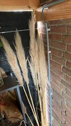 10 grote lange pampam gras pluimen, Ophalen of Verzenden, Zo goed als nieuw