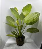 Echinodorus ozelot stekken, Dieren en Toebehoren, Vissen | Aquaria en Toebehoren, Ophalen of Verzenden, Nieuw, Plant(en), Steen of Hout