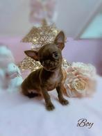 Prachtig chihuahua reutje, Dieren en Toebehoren, België, Rabiës (hondsdolheid), Reu, 8 tot 15 weken