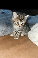 Tijger kitten, Dieren en Toebehoren, Katten en Kittens | Raskatten | Langhaar