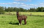 Alpaca bonte hengst te koop, Dieren en Toebehoren, Overige Dieren, Mannelijk
