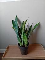 Sanseveria kamerplant 50cm incl pot evt te bezorgen*, Huis en Inrichting, Ophalen, Overige soorten, Halfschaduw, In pot