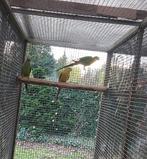 Baraband parkiet, Dieren en Toebehoren, Mannelijk, Parkiet