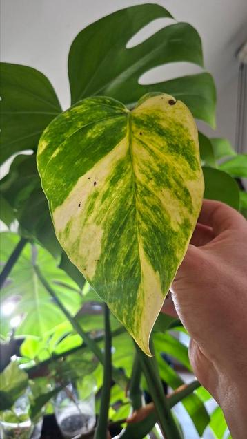 epipremnum aureum Hi Color beschikbaar voor biedingen