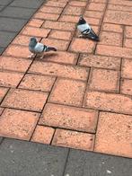 Turkse takla duiven, Dieren en Toebehoren, Vogels | Duiven, Meerdere dieren, Overige soorten