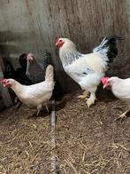 Verschillende hanen, Dieren en Toebehoren, Pluimvee, Mannelijk, Kip