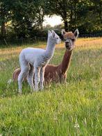 Alpaca merrie met merrie veulen asn de voet, Dieren en Toebehoren, Overige Dieren, Juli, Vrouwelijk