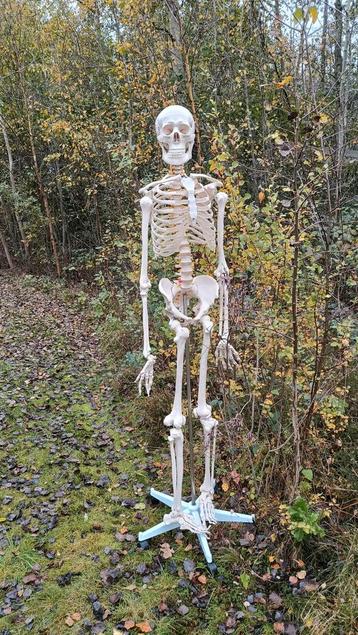 Halloween Skelet Decoratie beschikbaar voor biedingen