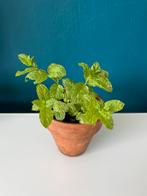 Gewortelde Munt Stekjes - Moestuin Kruiden Eetbaar Plant, Ophalen of Verzenden, Zomer, Kruiden, Volle zon