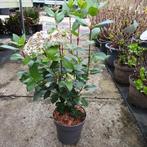 Viburnum tinus  ( ook haagplant ), Tuin en Terras, Planten | Tuinplanten, Vaste plant, Ophalen