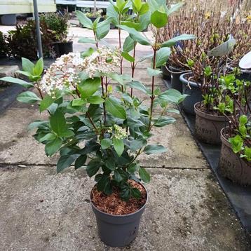 Viburnum tinus  ( ook haagplant )