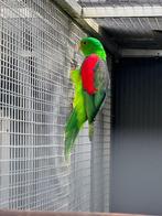 Roodvleugel man split geel, Dieren en Toebehoren, Vogels | Parkieten en Papegaaien, Mannelijk, Parkiet, Geringd