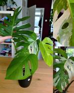Monstera variegata, Ophalen, Overige soorten, Minder dan 100 cm