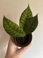 Hoya callistophylla - Goed Geworteld, Huis en Inrichting, Kamerplanten, Overige soorten, In pot, Minder dan 100 cm, Groene kamerplant