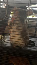2 vrouwtjes chinchillas met alles erbij zie beschrijving, Dieren en Toebehoren, Knaagdieren, Chinchilla, Vrouwelijk, Januari, Tam