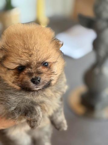 Mini pomerianen teefje te reserveren beschikbaar voor biedingen