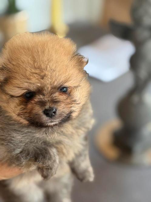 Mini pomerianen teefje te reserveren, Dieren en Toebehoren, Honden | Chihuahua's en Gezelschapshonden, Meerdere dieren, Overige rassen
