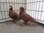 Kleurpostduif, Dieren en Toebehoren, Meerdere dieren, Postduif