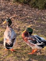 Mannetjes loopeenden, Dieren en Toebehoren, Mannelijk, Eend