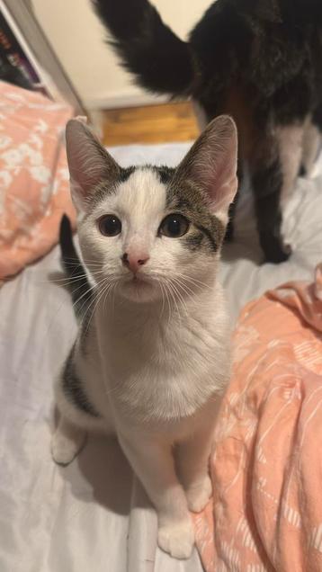 Kitten zoekt een fijn thuis! beschikbaar voor biedingen