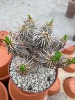 Caudex Euphorbia Guillauminiana van oorsprong Madagaskar, Overige soorten, In pot, Minder dan 100 cm, Bloeiende kamerplant