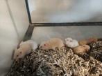 Syrische hamsters, Dieren en Toebehoren, Hamster, Meerdere dieren, Tam, Oktober