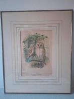 Plaat van twee kerkuilen, J.G. Keulemans, Ophalen