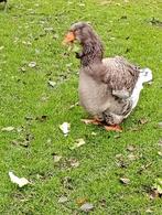 toulouse gans buik keelkwab, Dieren en Toebehoren, Pluimvee, Mannelijk, Gans of Zwaan