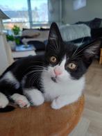 Lieve kittens zoeken gouden mandje, Dieren en Toebehoren, Katten en Kittens | Overige Katten, Poes, Kortharig, 0 tot 2 jaar