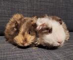 2 jonge Alpaca (langhaar) cavia zusjes choco/crème/wit., Dieren en Toebehoren, Knaagdieren, Cavia, Vrouwelijk, Tam, Oktober