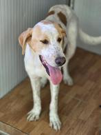 ACE: Aspen is een sociale goede loebas, Particulier, Rabiës (hondsdolheid), 15 weken tot 1 jaar, Reu