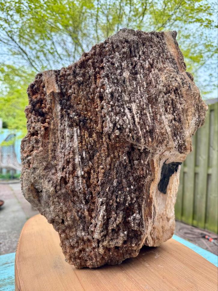 Sequoia versteend gekristalliseerd hout XL, Verzamelen, Mineralen en Fossielen, Mineraal, Ophalen of Verzenden