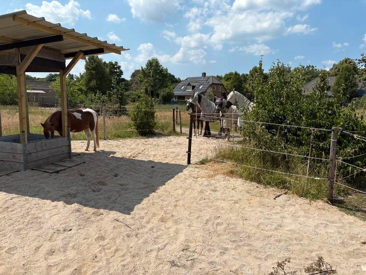 Verzorging gezocht op Paddock Paradise in Uden, Dieren en Toebehoren, Stalling en Weidegang