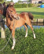 Welsh merrie veulen en Shetland hengst veulen te koop, Gechipt, Niet van toepassing, 0 tot 2 jaar, A pony (tot 1.17m)