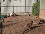 Groepje kangoeroes te koop, Januari, Meerdere dieren