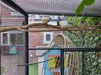 Zebravinken Koppel, Dieren en Toebehoren, Vogels | Overige Vogels, Meerdere dieren, Tropenvogel, Tam