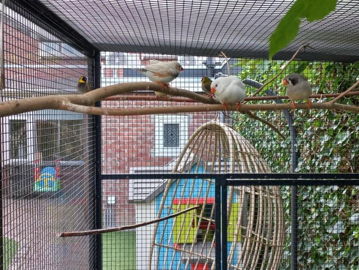 Zebravinken Koppel, Dieren en Toebehoren, Vogels | Overige Vogels, Tropenvogel, Meerdere dieren, Tam