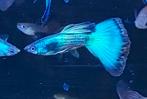 Blue moscow guppen , guppie , guppy ras guppen, Vis