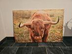 Canvas Schotse hooglander, Ophalen, Zo goed als nieuw, Schilderij, 75 cm of meer